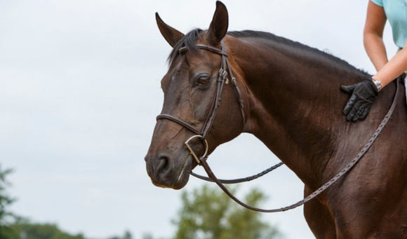 How to Choose a Performance Horse Feed