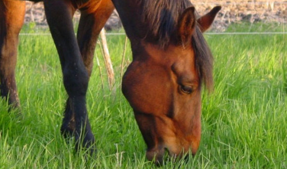 Ask the Expert: How Many Horses Can Your Pasture Support?
