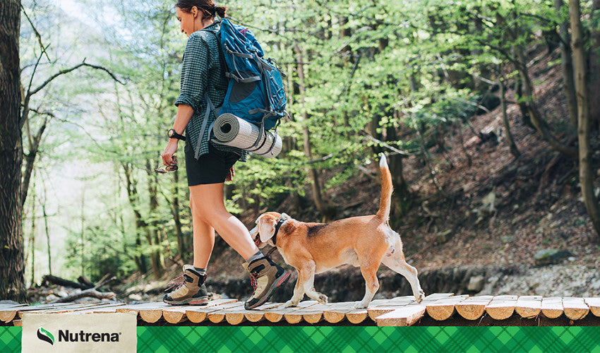 Hiking with Your Dog