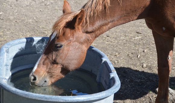 Hydration In Horses: Drink Up! Keeping Your Horse Well Hydrated