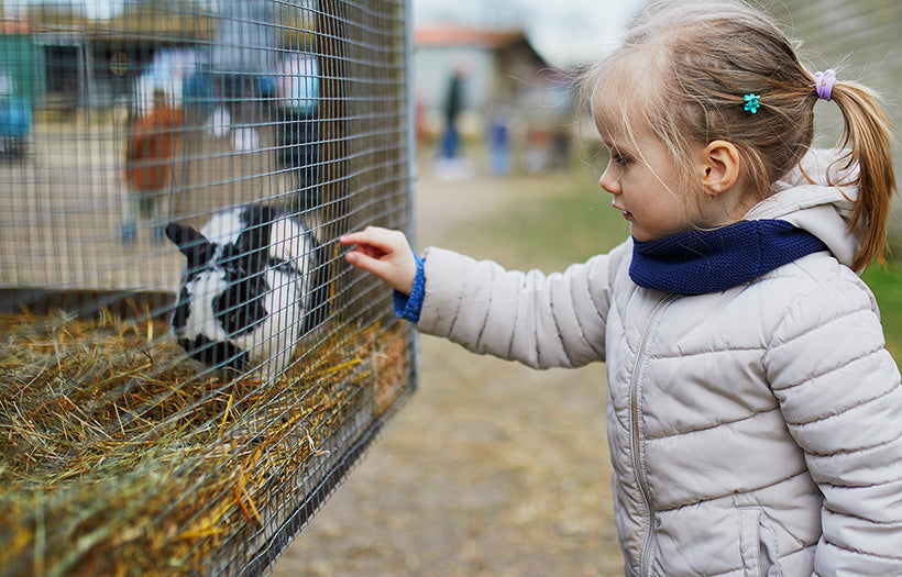 Selecting the Right Pet Rabbit for You