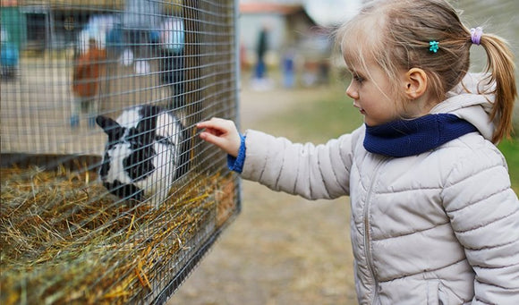 Selecting the Right Pet Rabbit for You