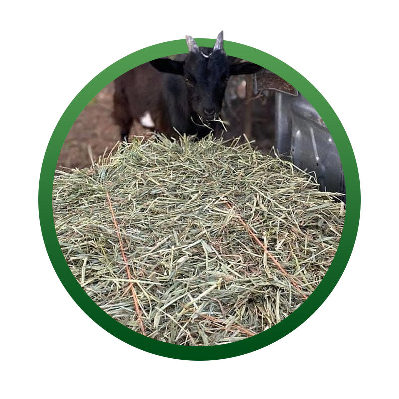 Animal Feed Store Richlands, NC Onslow Feed & Grain